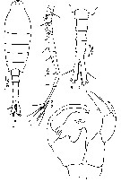 Espèce Tortanus (Eutortanus) derjugini - Planche 14 de figures morphologiques